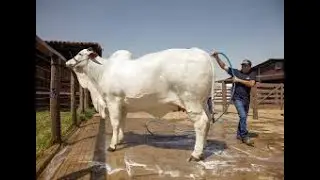 Por Que o Brahman É a Raça de Gado Mais RESISTENTE do Mundo?