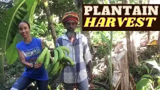 BENEFITS of Plantains / Jamaican Plantain HARVEST / Earth's Medicine