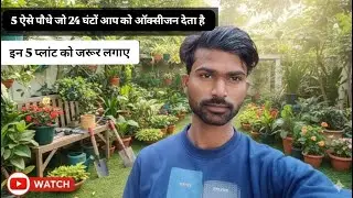 5 ऐसे पौधे जो 24 घंटों आप को ऑक्सीजन देता है 🌳🪴 || स्नेक प्लांट, तुलसी, पीपल ,एलोवेरा || Gardening 