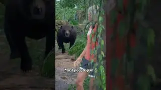 Trick To Survive a Bear Attack Using Everyday Gear 🐻 #shorts