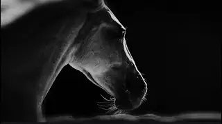 Snakes of Russia - A Pale Horse