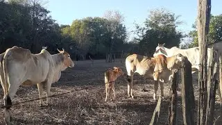 Ro&ccedil;a #vacas bezerros  #formigueiros  #ro&ccedil;a de feij&atilde;o  