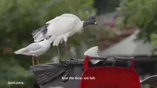 Hilarious Attenborough parody on Australia's unique 'bin chicken'