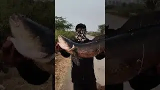 Indias Largest Snakehead #fishinghuntersindia
