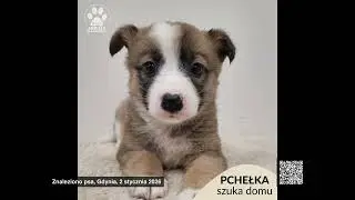 Znalezione psy, wojew&oacute;dztwo pomorskie, 29.12.2025 - 04.01.2026