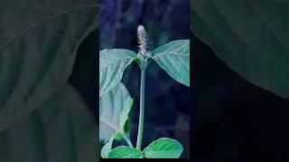 दाद ,खाज ,खुजली खतम करेगा ये पौधा #mammalbonsai #jadibuti #ayurvedic