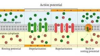 Action potential ll How electrical impulse travel inside a neuron? 🤔 ll Learn something new