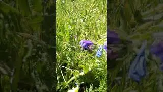 abeja ib&eacute;rica pecoreando sobre chupamieles o viborera o argamula, echium vulgare 26 04 2019