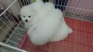 Cute Mini Funniest Animals - Best Of The 2025 Funny Animal Videos #194