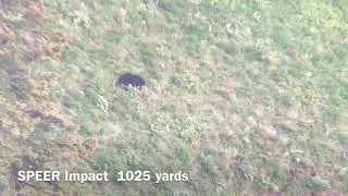 Speer Impact Test: Black Bear