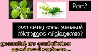 ഒട്ടും ചെലവില്ലാതെ ഈസിയായി എങ്ങനെ ലൗ ബേർഡ്സിനെ വളർത്താം......