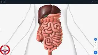 Role of Liver in digestion/anatomy of digestive system 3d/mbbs prof 1/nmdcat/neet/jee/nums