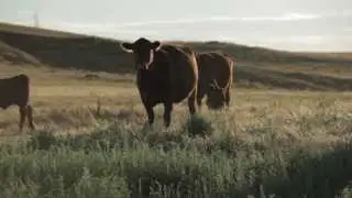 Voices of Coal |  The Coal Country Rancher: LJ Turner