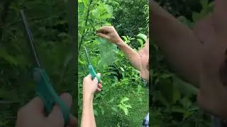 Bagging Apples