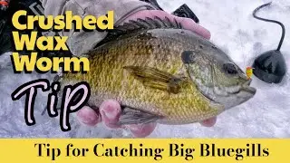 Crushed Wax Worm Tip for Bluegills