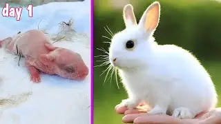 Baby Rabbit Grow Up | Days 1 - 21 | Time Lapse - Silent VLOG