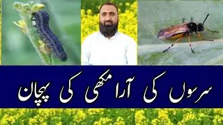 How to identify mustard Sawfly || Bilal Kanju Official