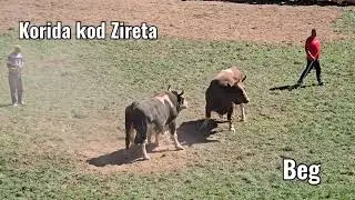 Korida kod Zireta, 7. Borba TARZO - PERAN 