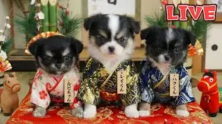 【Live】正月休み最終日の夜・生後53日のチワワ兄妹と遊びながら雑談配信【ブリーダー】