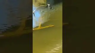 the swimming swan #shortvideo