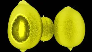 Interdonato lemon