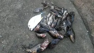 Mancing Dapat Kerapu Banyak || Sarang Kerapu Di Pantai Taiwan || Mancing Di Sarang Kerapu