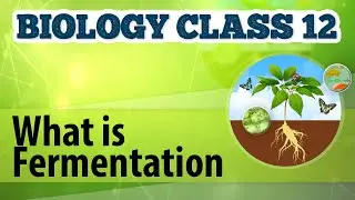 What Is Fermentation in Cellular Respiration - Cellular Respiration in Plants - Biology Class 12