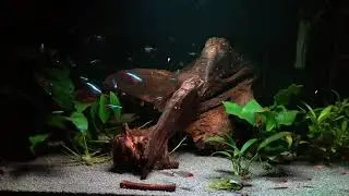 Juwel Rio 180 Community Tank - Neon Tetra, Rummynose, Dennerle Crystal Quartz grey.