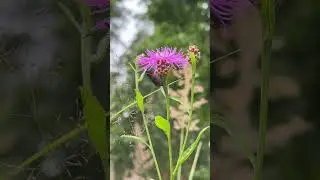 a Six-spot Burnet moth (Zygaena filipendulae) into my forest meadow 🇱🇻se&scaron;punktu kode #thatday