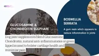 Best Dog Joint Supplements Benefits & Why to Use