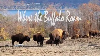 Where The Buffalo Roam