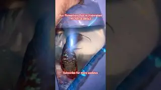 Buy Flowerhorn fish in Hyderabad from @apetspace best quality at reasonable price