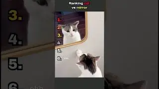 Ranking cat vs mirror #funny #pets#cat #catshorts #cute