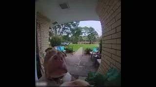Smart Dog Rings Doorbell! Funny and Amazing Moment 🐶🔔