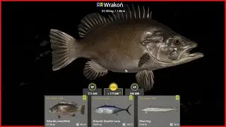 Atlantic wreckfish Wrakoń Norwegian Sea | Russian Fishing 4  #mjplay