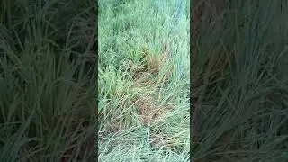 paddy damaged by elephants