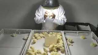 vent sexing