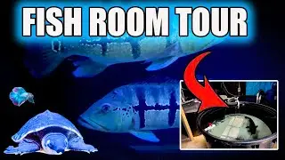 FISH ROOM TOUR ~ Fish I Never Show! HUGE MURRAY COD!