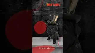 IMEX TAIBEL - Gothic Black Dog . #steampunk #dog #fantasy #gothic #gifts #giftideas #statue