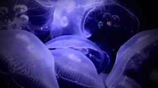 Doom Dong - Magnetic Doors