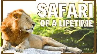 🦁 Африканское сафари в Танзании – незабываемое приключение на всю жизнь