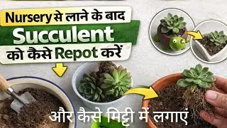 Nursery se lane ke baad Succulent ko kaise Repot kare | Soil me lagane ka sahi tarika 🌱 #viral 