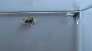 Ara&ntilde;a cebra o saltadora Salticus scenicus