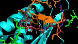 Cdc20-CMad2 Complex Interactions