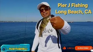 LIVE Fish N RIP - The Beginning 