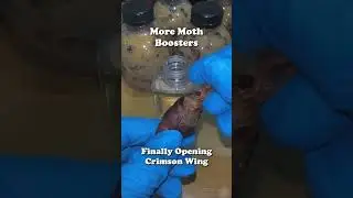 more moth booster packs