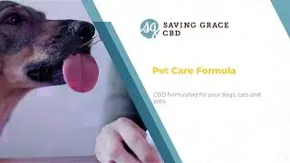 Saving Grace Pet CBD - CBD Oil for Cats, Dogs & Pets