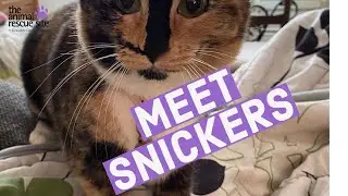 Snickers the Miracle Rescue Cat Who Regained her Eyesight after Surgery