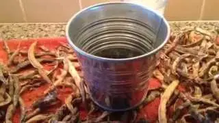 best way to make sure dry beans are ready for storage