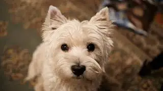 Cute Dog Looking At Camera Video - Free HD Stock Footage